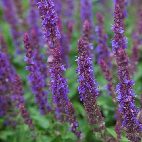 Steppen-Salbei Ostfriesland - Salvia nemorosa (Sechserpack)