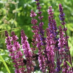 Steppen-Salbei Rose Queen - Salvia Nemorosa (Sechserpack)