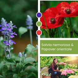 Pflanzenmischung Salvia nemorosa & Papaver orientale