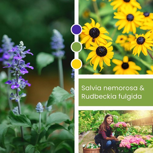Pflanzenmischung Salvia nemorosa & Rudbeckia fulgida