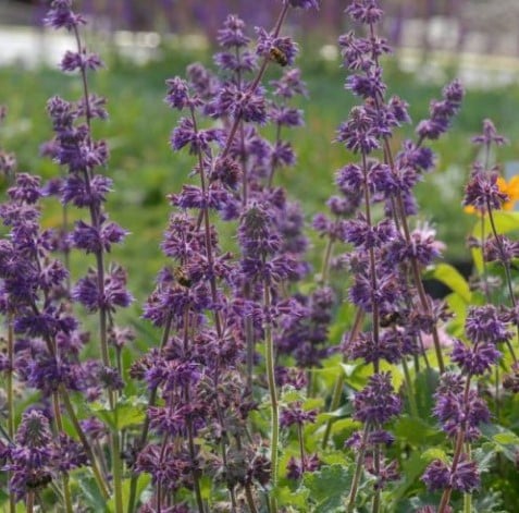 Salvia verticillata Purple Rain – Quirlblütiger Salbei