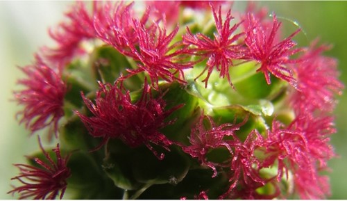 Kleiner Pimpernell Wiesenknopf - Sanguisorba minor
