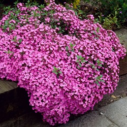 Zeepkruid Rose-Pink - Saponaria ocymoïdes