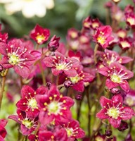 Saxifraga arendsii Purpurteppich - Steenbreek