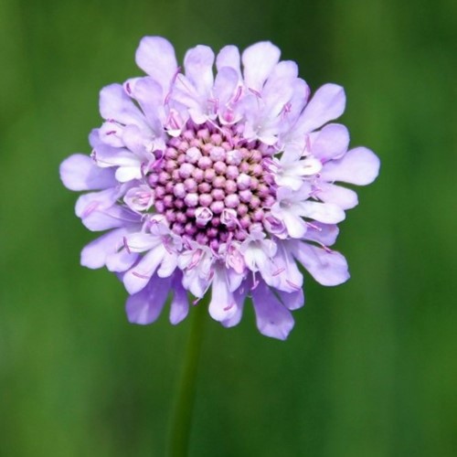 Scabiosa caucasica Perfecta - Skabiose (Sechserpack)