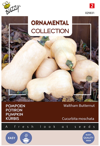 Kürbis Waltham Butternut - Ornamental Collection