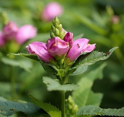 Chelone Obliqua kaufen? Einfach online bestellen Gartencenter Koeman