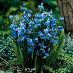Scilla Siberica - Sibirischer Blaustern (Großpackung)