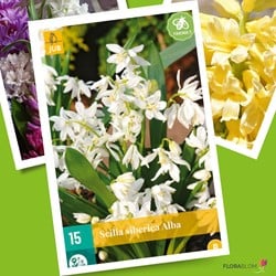 Scilla Siberica Alba - Sibirischer Blaustern Weiß