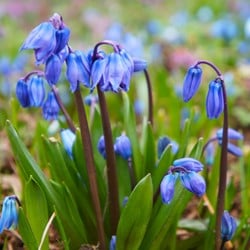 Scilla Siberica - Sibirischer Blaustern (Großpackung)