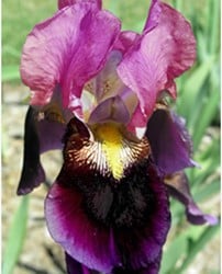 Deutsche Schwertlilie Sen Lac - Iris Germanica (Sechserpack)