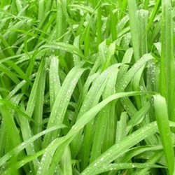 Japan-Segge Irish Green (Carex) (Sechserpack)