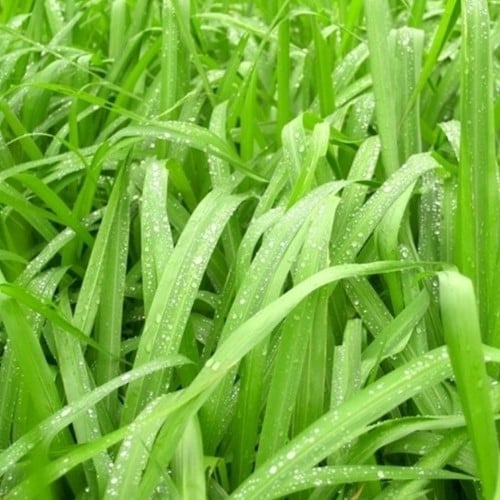 Japan-Segge Irish Green (Carex) (Sechserpack)