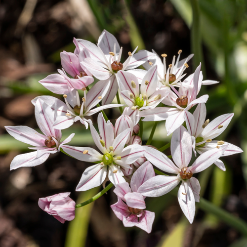 Zierlauch Cameleon - Allium