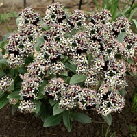 Skimmia japonica Godrie's Dwarf - Skimmie
