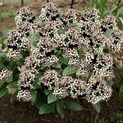 Skimmia japonica Godrie's Dwarf - Skimmie