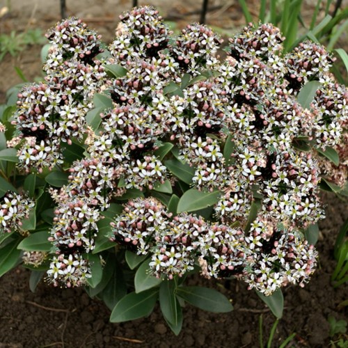 Skimmia japonica Godrie's Dwarf - Skimmie