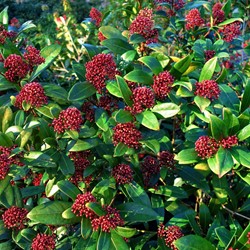 Skimmia japonica Rubella - Skimmie