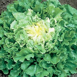 Endivien Breitblatt Nuance EKO - Cichorium endivia