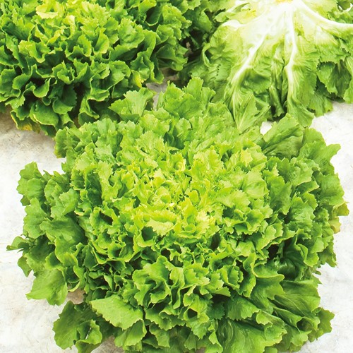 Andijvie Breedblad Volhart Winter - Cichorium endivia