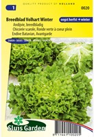 Andijvie Breedblad Volhart Winter - Cichorium endivia-2