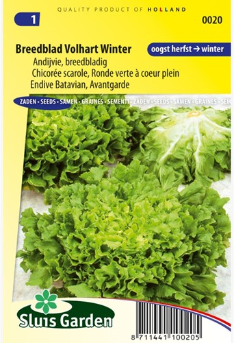 Andijvie Breedblad Volhart Winter - Cichorium endivia-2