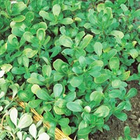 Grüner Gemüse-Portulak Sommer EKO - Portulaca
