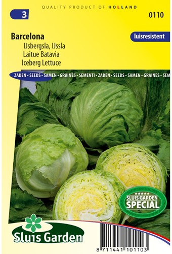 IJsbergsla Barcelona - Lactuca sativa-2
