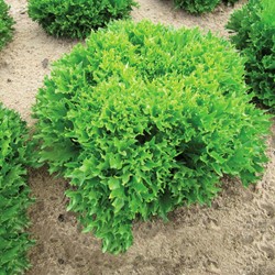 Eisbergsalat Skilton