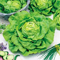 Salat Sylvesta