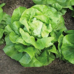 Salat Matilda EKO