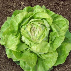 Kopfsalat Maikönig EKO