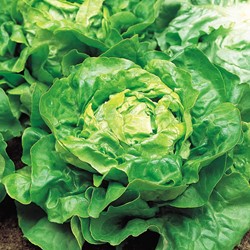 Kopfsalat Appia