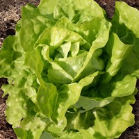 Krop- of Botersla Twellose Gele EKO - Lactuca sativa