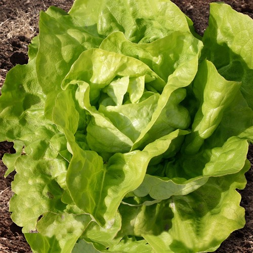 Krop- of Botersla Twellose Gele EKO - Lactuca sativa