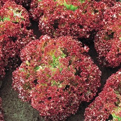 Pflücksalat Lettuce Lollo Rossa EKO