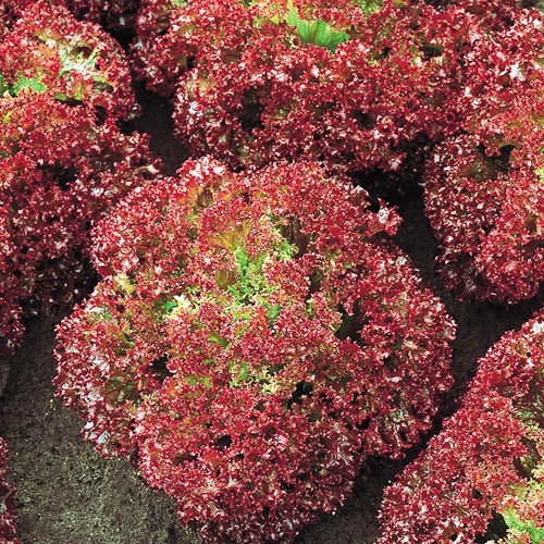 Krop of Krulsla Lollo Rossa EKO - Lactuca sativa