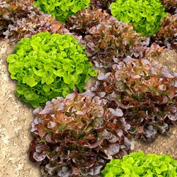 Salat Red Salad Bowl Samenband EKO