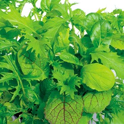 Snijsla Misticanza di Lattughe - Lactuca sativa