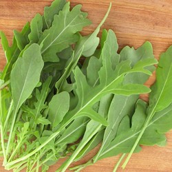 Rucola Salat Wild Rocky EKO
