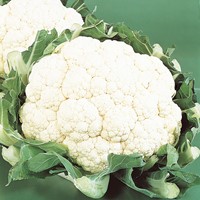 Bloemkool Alpha 6 Fortados - Brassica oleracea
