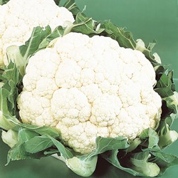 Bloemkool Alpha 6 Fortados - Brassica oleracea