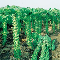 Rosenkohl Rotader