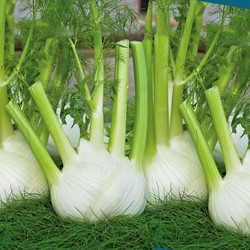 Fenchel, Finale EKO