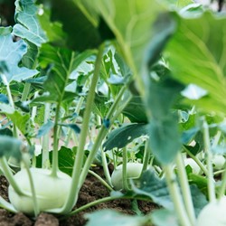 Kohlrabi Lanro Weiß EKO