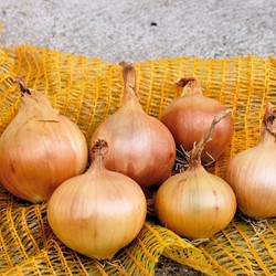 Zwiebel Sturon EKO