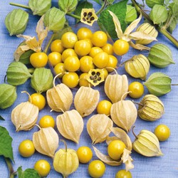 Ananaskers Sun Fruit - Edulis