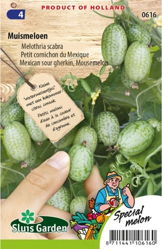 Muismeloen - Melothria scabra-2
