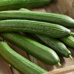 Gurke Louisa F1 - Cucumis Sativus