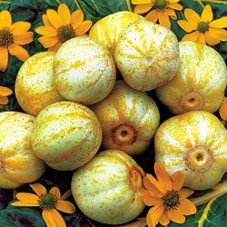 Gurke True Lemon